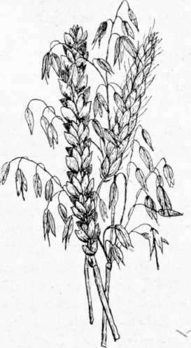 Cereal Grains