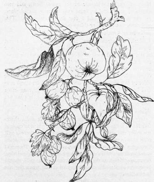 Fruits 83