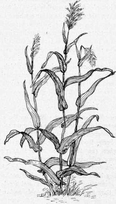 Sorghum Plant. The Coloring of Sugar