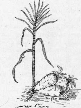 Sugar Cane and Sugar Beets