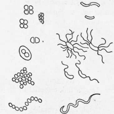 Fig. 15. Shapes and groupings of different kinds of bacteria (much enlarged).