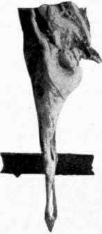 Leg of Mutton. (Hind.)