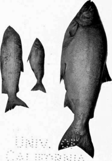 Pompano.