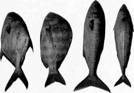 Section 4 Fish And Shell Fish 41