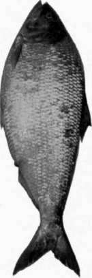 Section 4 Fish And Shell Fish 42