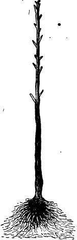 Apple tree encased in lath screen