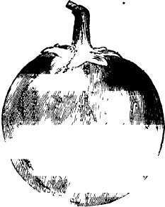 Black Pekin eggplant