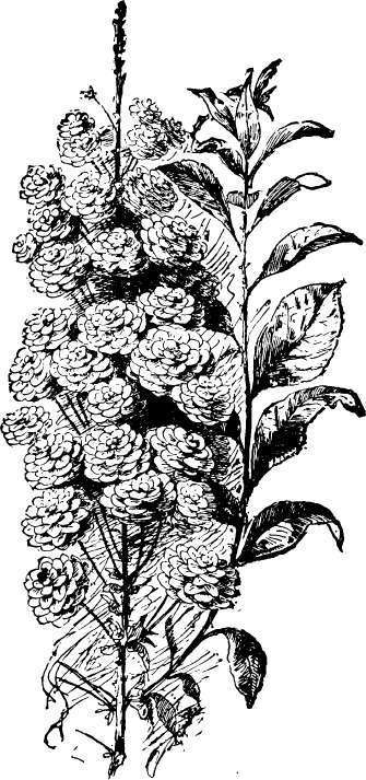 Bridal wreath