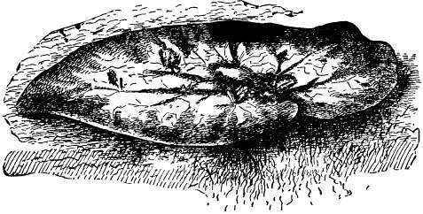 Divided canna stool