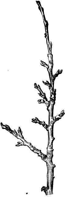 Fruit spurs of the apple