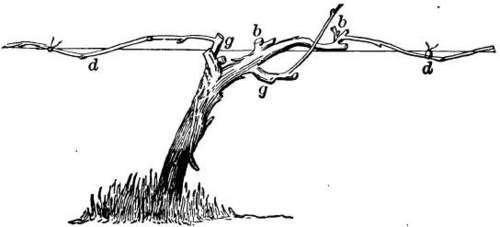 High renewal plan, vine pruned
