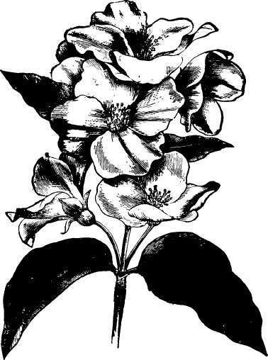 Mock orange, large flowered (Philadelphus grandiflorus