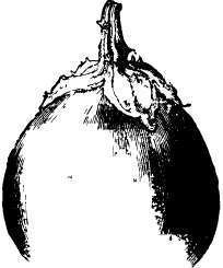 New York improved egg plant