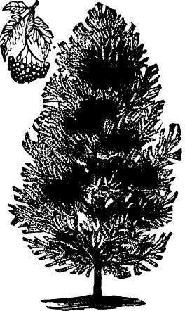 Oak leaved mountain ash