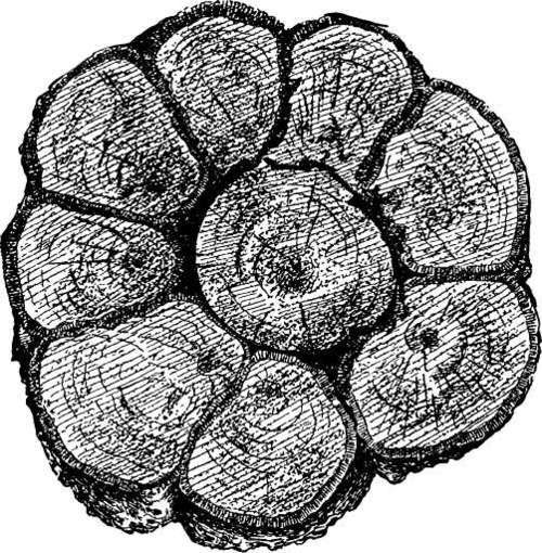 Sawed off section of a bridged tree