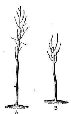 The dotted line in A shows where the cut is made, and B shows the same tree after starting growth.