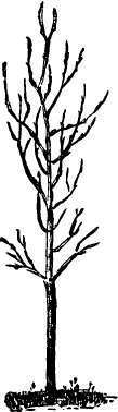 Tree as received from nursery