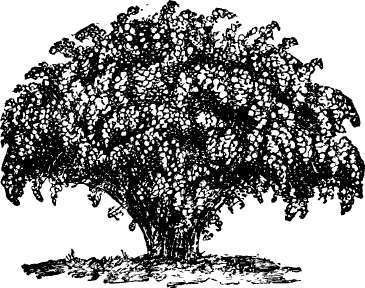 Van Houtt's Spiroea