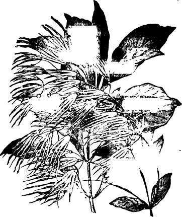 White Fringe (Chionanthus Virginicus)