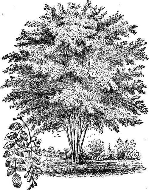 Yellow wood (Cladastris tinctoria).