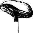 A Common Mushroom.
