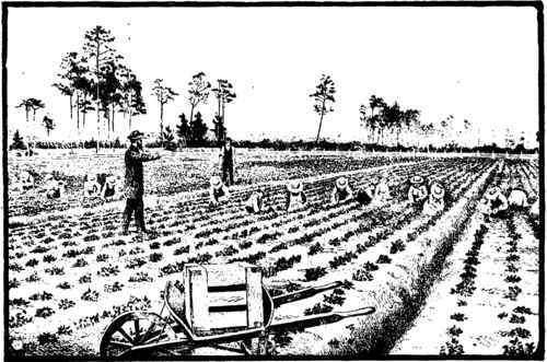 A Florida Strawberry Plantation : from a Photograph.
