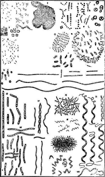 A Race Of Flowerless Plants III 48