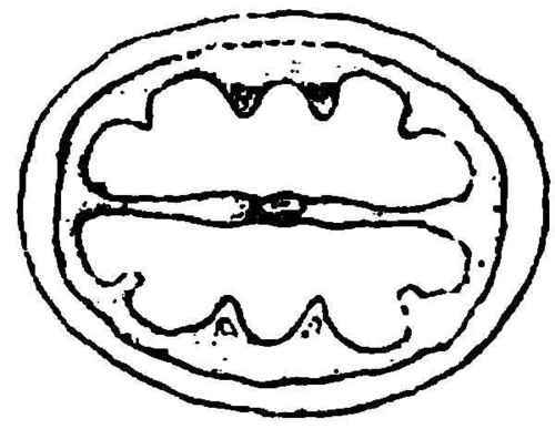 Cross Section of Nut of, False Shag Bark.