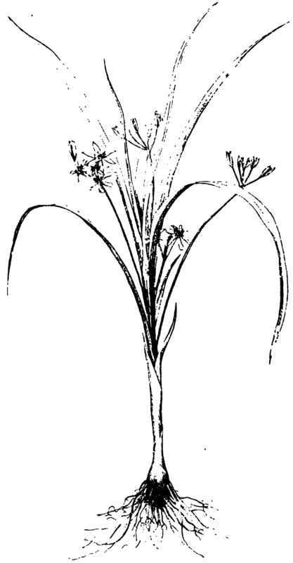 HYPOXIS ERECTA.