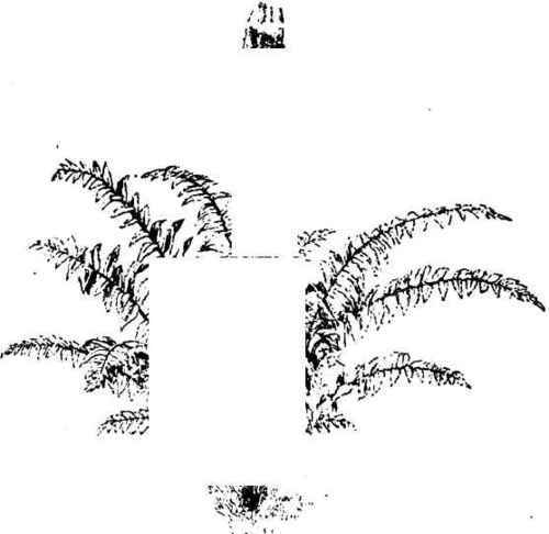 Osmunda cinnamomea.