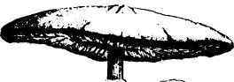 Poisonous Mushroom.