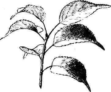 Prunus Sibirica.