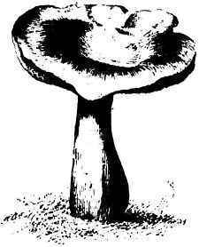 RUSSULA NETEROPHYLLA.