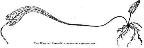 THE SCOLOPENDRIUMS.