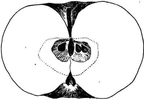 The Benham Apple.