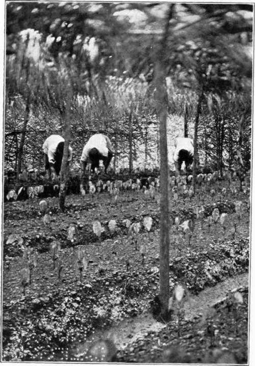 A Cacao Nursery in West Africa