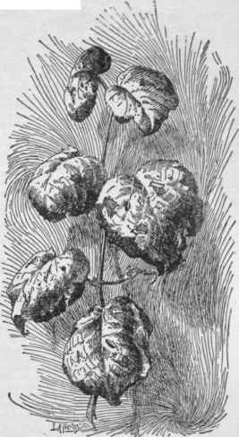 A blight of grapes due to some constitutional disorder. Notice that the leaves die first at the edges. (X 1/3)