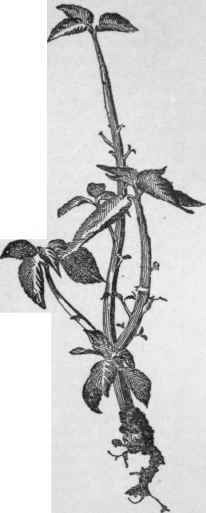 A coleus attacked by root galls.