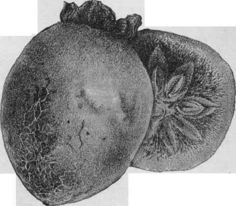 A cultivated fruit of Diospyros Kaki. (Nearly natural size.)