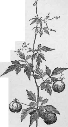 Balloon Vine Cardiospermum Halicacabum. (X 1/3)