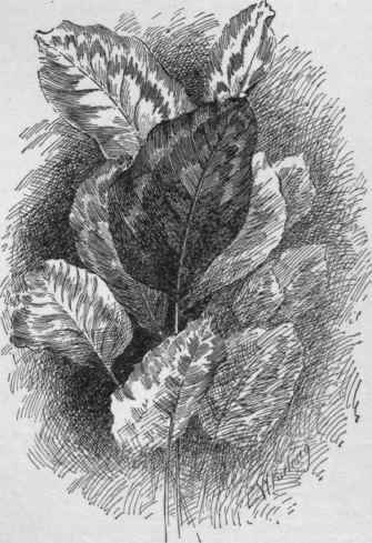 Calathea Veitchiana.