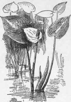 Calla palustris.