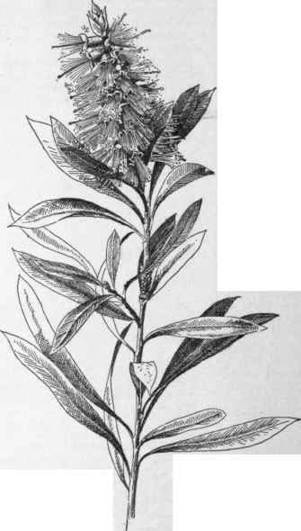 Callistemon lanceolatus. (X 2/3)