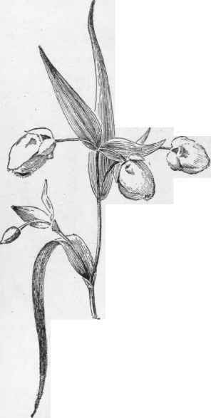 Calochortus albus. (X 1/2) No. 1