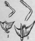 Calyx cups and styles of Dolichos. 1, D. lignosus; 2, D. Lablab.