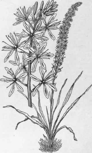 Camassia Cusickii. (flowers X 1/2)