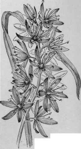 Camassia Quamash. (X 1/2)