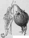 Capsule of Campanula with basal dehiscence.
