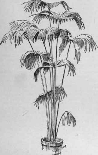 Carludovica palmata.