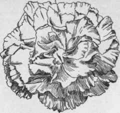 Carnation flower Pink Delight, showing nearly entire edged petals.